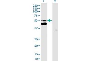 Western Blot analysis of C7orf10 expression in transfected 293T cell line by C7orf10 MaxPab polyclonal antibody.