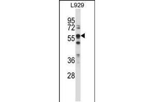 Western blot analysis in L929 cell line lysates (35ug/lane). (BIN1 anticorps  (AA 360-389))