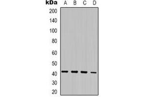 Western blot analysis of MRG15 expression in K562 (A), Jurkat (B), mouse kidney (C), mouse brain (D) whole cell lysates. (MORF4L1 anticorps)