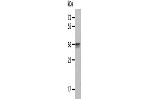 Western Blotting (WB) image for anti-Annexin A8 (ANXA8) antibody (ABIN2427757) (Annexin VIII anticorps)