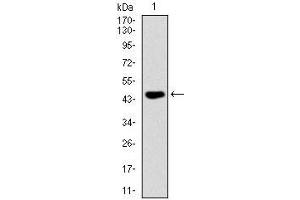 Western blot analysis using FAS mAb against human FAS (AA: 87-278) recombinant protein. (FAS anticorps)
