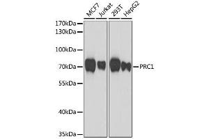 Western blot analysis of extracts of various cell lines, using PRC1 antibody. (PRC1 anticorps  (AA 351-620))