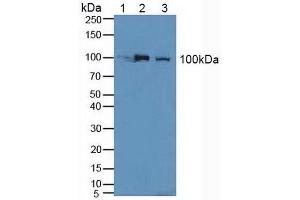 Figure. (Nucleolin anticorps  (AA 388-569))