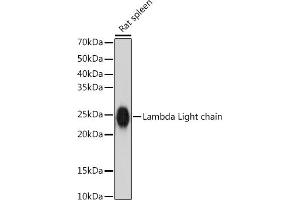 Western blot analysis of extracts of Rat spleen, using Lambda Light chain antibody (ABIN7267847) at 1:1000 dilution. (IGLV1-51 anticorps)