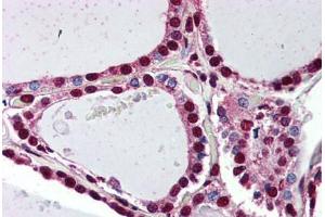 Anti-PROKR2 antibody  ABIN1049246 IHC staining of human thyroid. (Prokineticin Receptor 2 anticorps  (N-Term))