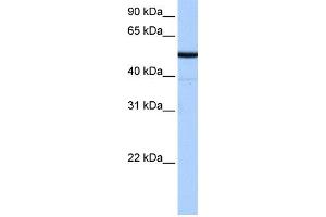 WB Suggested Anti-BTNL8 Antibody Titration:  0. (BTNL8 anticorps  (N-Term))