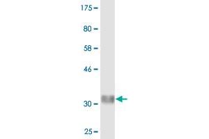 Western Blot detection against Immunogen (35. (FBXW12 anticorps  (AA 265-354))