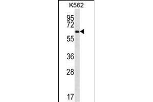 ZN Antibody (C-term) (ABIN656660 and ABIN2845901) western blot analysis in K562 cell line lysates (35 μg/lane). (ZNF623 anticorps  (C-Term))