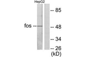 Western blot analysis of extracts from HepG2 cells, using Fos Antibody. (c-FOS anticorps  (AA 1-50))