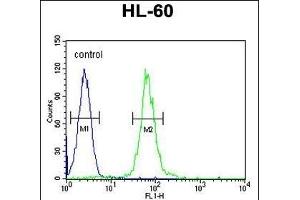 ABCD1 Antibody (Center) (ABIN654412 and ABIN2844150) flow cytometric analysis of HL-60 cells (right histogram) compared to a negative control cell (left histogram). (ABCD1 anticorps  (AA 257-285))