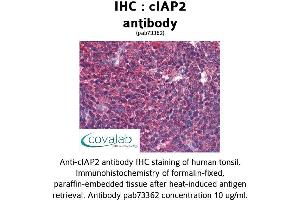 Image no. 3 for anti-Baculoviral IAP Repeat Containing 3 (BIRC3) (AA 314-508) antibody (ABIN1733088) (BIRC3 anticorps  (AA 314-508))