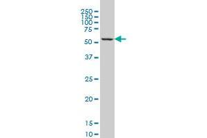 GABPA monoclonal antibody (M01), clone 4B8-G6 Western Blot analysis of GABPA expression in K-562 .