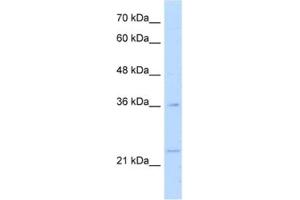 Western Blotting (WB) image for anti-Transcription Factor MafB (MAFB) antibody (ABIN2460784) (MAFB anticorps)