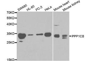 Western blot analysis of extracts of various cell lines, using PPP1CB antibody (ABIN5970446) at 1/1000 dilution. (PPP1CB anticorps)