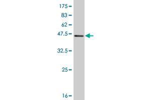 Western Blot detection against Immunogen (40.