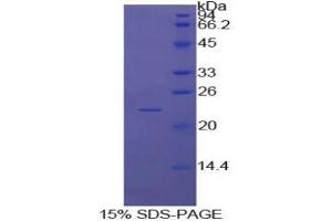 SDS-PAGE analysis of Cow Caspase 4 Protein. (Caspase 4 Protéine)