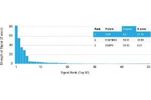 Analysis of Protein Array containing >19,000 full-length human proteins using vWF Mouse Monoclonal Antibody (VWF/1465) Z- and S- Score: The Z-score represents the strength of a signal that a monoclonal antibody (MAb) (in combination with a fluorescently-tagged anti-IgG secondary antibody) produces when binding to a particular protein on the HuProtTM array.