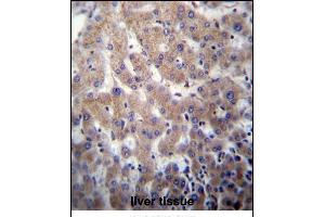 POFUT2 Antibody (Center) (ABIN656784 and ABIN2846002) immunohistochemistry analysis in formalin fixed and paraffin embedded human liver tissue followed by peroxidase conjugation of the secondary antibody and DAB staining. (POFUT2 anticorps  (AA 228-257))