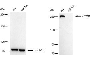 Western blotting analysis using mTOR antibody (ABIN7799347).