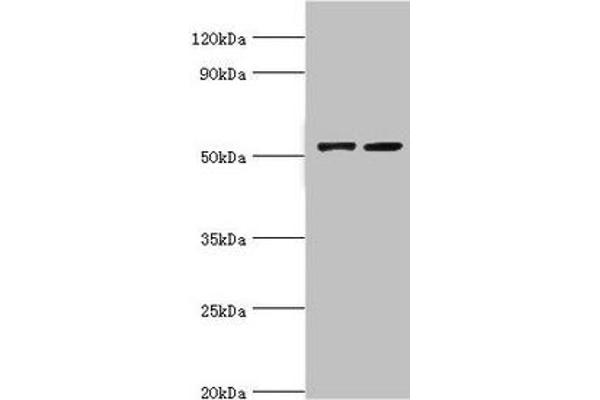 CBLC Antikörper  (AA 245-474)