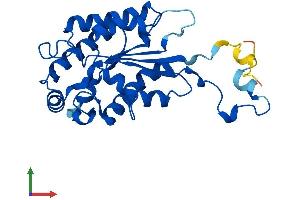 AlphaFold protein structure predicition of Mouse Recombinant Iah1 Protein, UniprotID Q9DB29