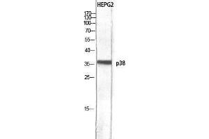 Western Blotting (WB) image for anti-Mitogen-Activated Protein Kinase 14 (MAPK14) (Ser272) antibody (ABIN3186259)
