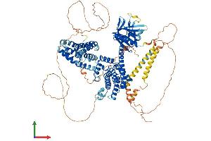 AlphaFold protein structure predicition of Mouse Recombinant Arhgef1 Protein, UniprotID Q61210