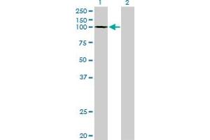 Western Blot analysis of GTF3C3 expression in transfected 293T cell line by GTF3C3 monoclonal antibody (M02), clone 3D9.