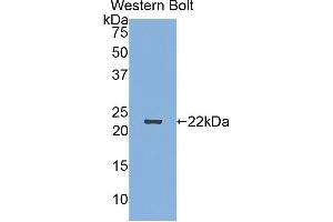 Western Blotting (WB) image for anti-Sema Domain, Immunoglobulin Domain (Ig), Short Basic Domain, Secreted, (Semaphorin) 3F (SEMA3F) (AA 604-785) antibody (ABIN1860522) (SEMA3F anticorps  (AA 604-785))
