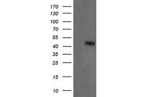 Image no. 1 for anti-Mitogen-Activated Protein Kinase Kinase 2 (MAP2K2) antibody (ABIN1499478) (MEK2 anticorps)