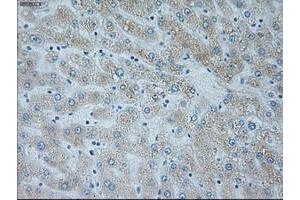 Image no. 2 for anti-Neurogenin 1 (NEUROG1) antibody (ABIN1499702)