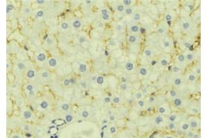 ABIN6277129 at 1/100 staining Mouse liver tissue by IHC-P. (LETMD1 anticorps  (N-Term))