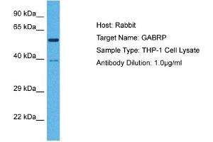 Host:  Rabbit  Target Name:  GABRP  Sample Tissue:  Human THP-1 Whole Cell  Antibody Dilution:  1ug/ml (GABRP anticorps  (N-Term))