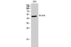 Western Blotting (WB) image for anti-Phospholipase A1 Member A (PLA1A) (C-Term) antibody (ABIN3186494)
