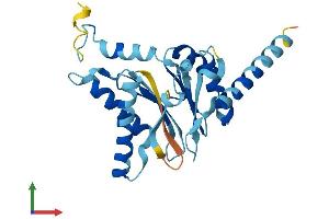 AlphaFold protein structure predicition of Human Recombinant PSMA8 Protein, UniprotID Q8TAA3