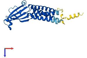 AlphaFold protein structure predicition of Human Recombinant CLRN1 Protein, UniprotID P58418