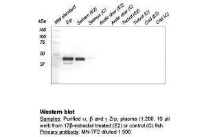 Western Blot (Zona Radiata Protein anticorps)