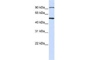 WB Suggested Anti-STAMBP Antibody Titration: 0.