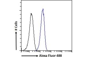 (ABIN570984) Flow cytometric analysis of paraformaldehyde fixed Neuro2a cells (blue line), permeabilized with 0. (CaMKII alpha/beta (Internal Region) anticorps)