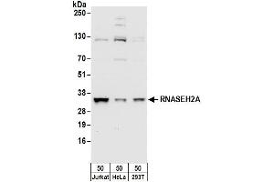 Western Blotting (WB) image for anti-Ribonuclease H2, Subunit A (RNASEH2A) (AA 250-300) antibody (ABIN7450664)