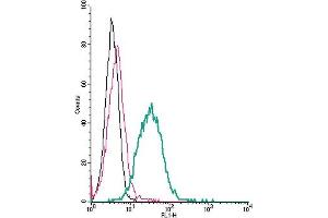 Cell surface detection of P2Y13 by direct flow cytometry in live intact mouse  microglia cells: + Rabbit IgG isotype control-FITC.