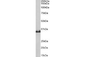 ABIN5539548 (0. (LDHB anticorps  (Internal Region))