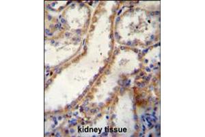 FKBP10 Antibody immunohistochemistry analysis in formalin fixed and paraffin embedded human kidney tissue followed by peroxidase conjugation of the secondary antibody and DAB staining. (FKBP10 anticorps  (C-Term))