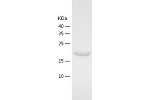 Western Blotting (WB) image for Cellular Repressor of E1A-Stimulated Genes 1 (CREG1) (AA 30-220) protein (His-IF2DI Tag) (ABIN7122236)