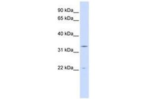 Image no. 1 for anti-Indolethylamine N-Methyltransferase (INMT) (N-Term) antibody (ABIN6741042)
