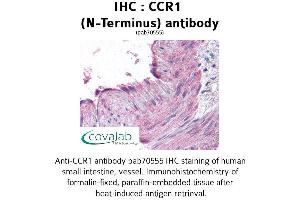 Image no. 1 for anti-Chemokine (C-C Motif) Receptor 1 (CCR1) (Extracellular Domain), (N-Term) antibody (ABIN1732754) (CCR1 anticorps  (Extracellular Domain, N-Term))