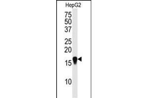 Western blot analysis of SUMO4 Antibody (M55 Wild type) (ABIN388078 and ABIN2845840) in HepG2 cell line lysate (35 μg/lane). (SUMO4 anticorps  (AA 34-63))