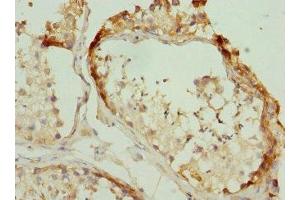 Immunohistochemistry of paraffin-embedded human testis tissue using ABIN7142727 at dilution of 1:100 (RPLP2 anticorps  (AA 1-115))