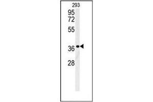 Western blot analysis of LGALS9B Antibody (Center) in 293 cell line lysates (35ug/lane). (LGALS9B anticorps  (Middle Region))