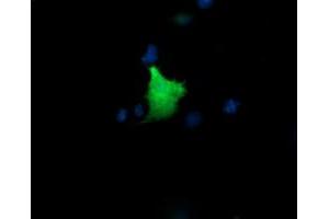 Image no. 2 for anti-Kinesin Family Member 25 (KIF25) antibody (ABIN1499039) (KIF25 anticorps)